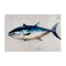 Stupell Industries Tuna Fish Sea Life Canvas Wall Art Design by Petal Prints Design